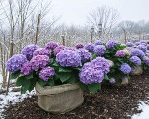 Hoe bescherm je hortensia’s tegen vorst?