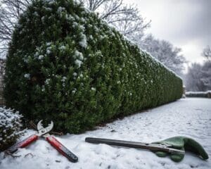 Hoe onderhoud je een taxushaag in de winter?