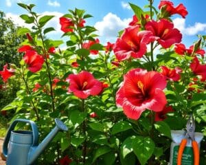 Hoe verzorg je een hibiscus in de zomer?