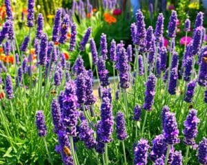 Hoe verzorg je lavendel voor een geurige tuin?