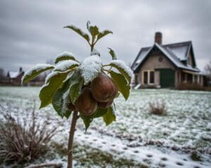 Is een vijgenboom winterhard in Nederland?