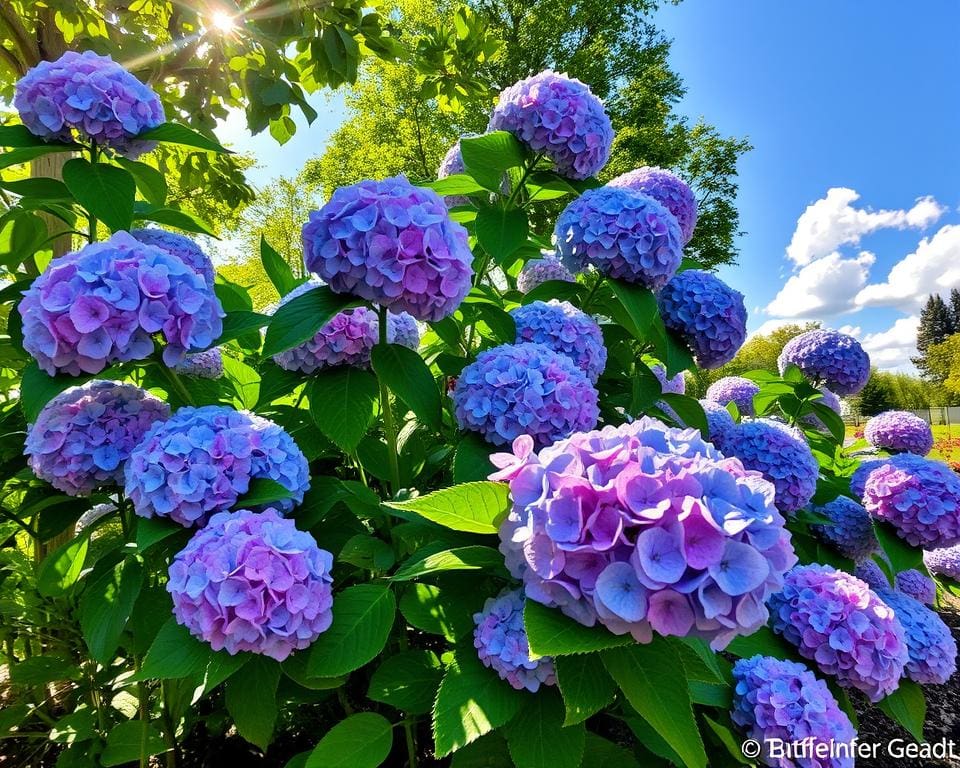 Kun je hortensia’s in de volle zon planten?