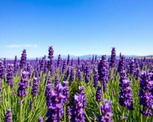 Wat maakt de lavendel zo populair?