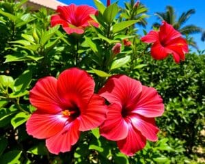 Wat maakt hibiscus bijzonder voor de tuin?