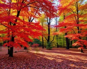 Welke bomen geven de mooiste herfstkleuren?