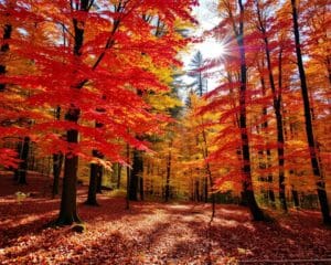 Welke bomen hebben de mooiste herfstkleuren?