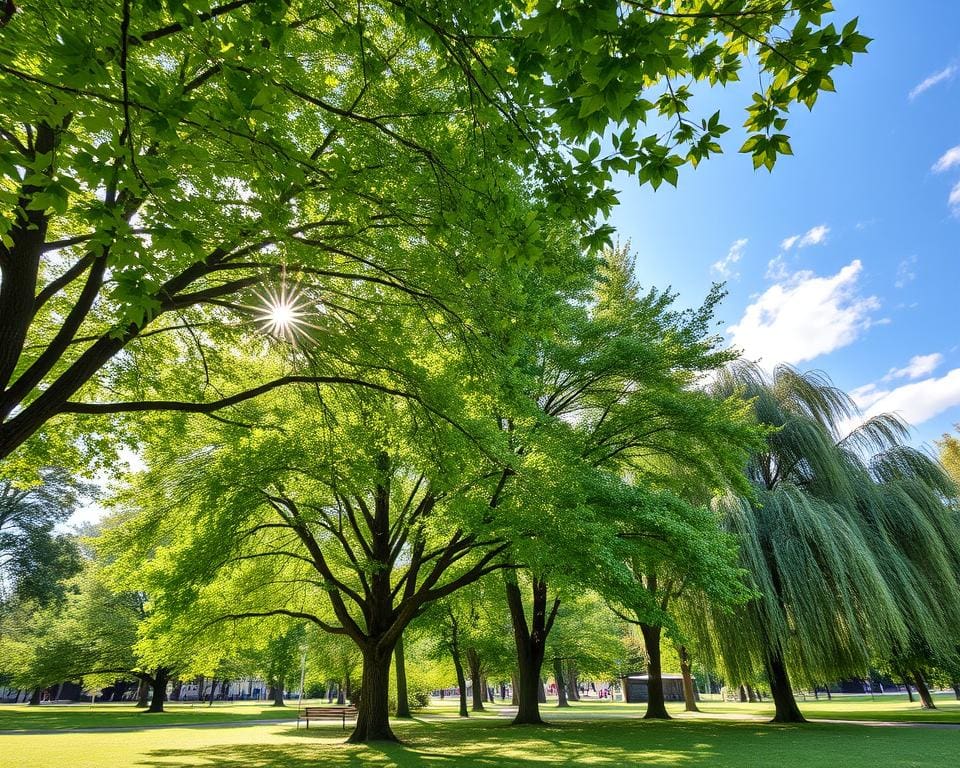 Welke bomen zorgen voor natuurlijke schaduw?