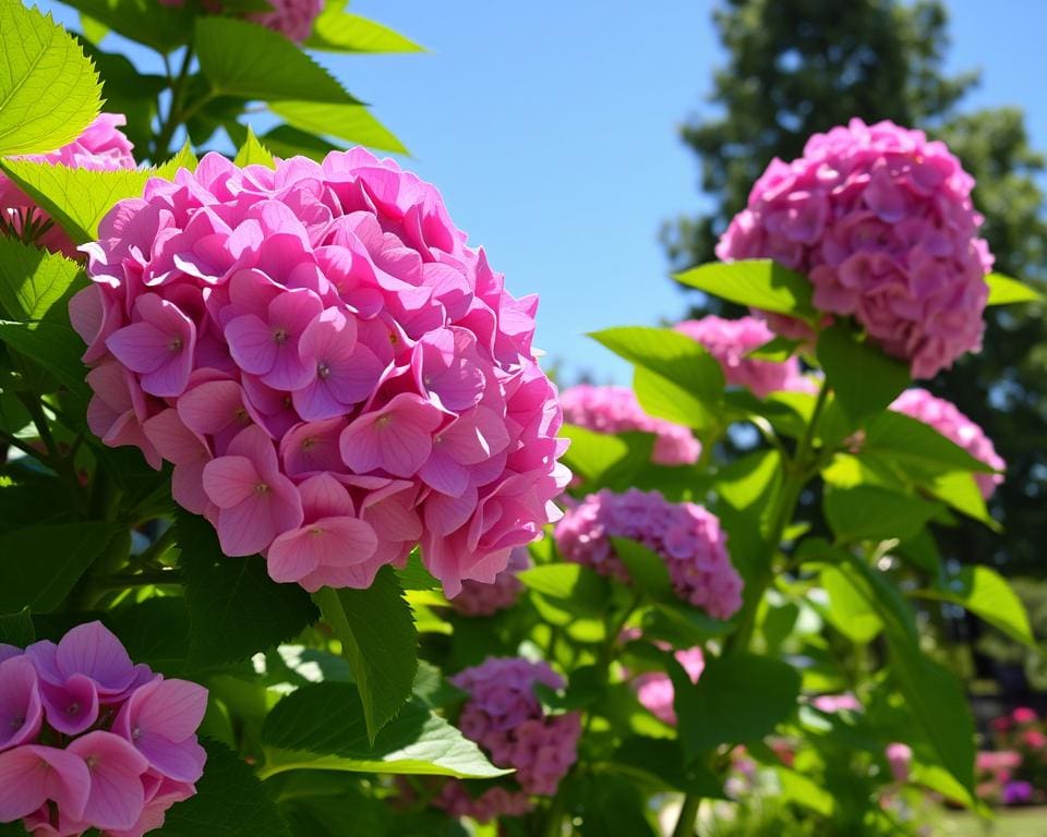 hortensia planten zonlicht