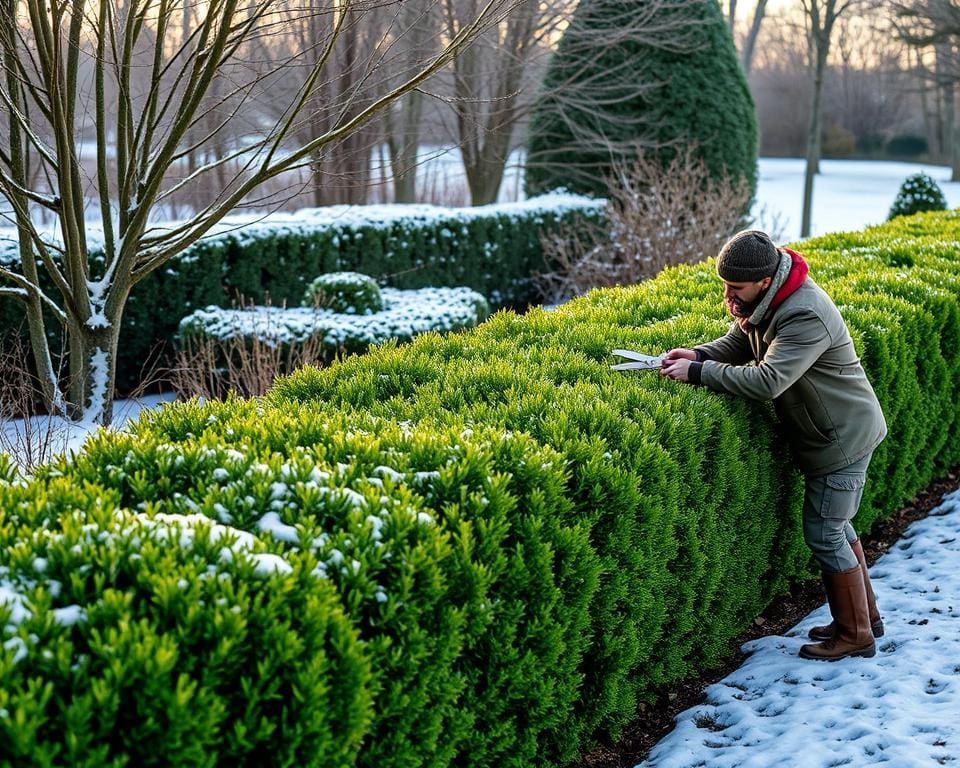 snoeien taxus winter