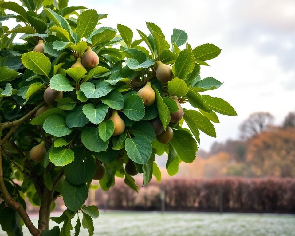 vijgenboom planten