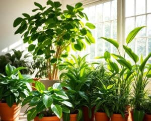 Welke planten verbeteren het binnenklimaat?