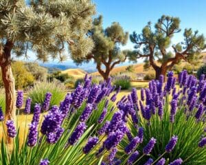 mediterrane tuin